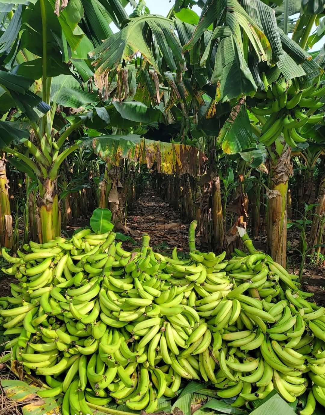 La solution locale de proximité